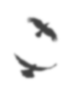 Medium blured baloon